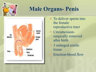 Male Organs- Penis To deliver sperm into the female reproductive tract Circumcision- surgically removed after birth 3 enlarged eretile tissue Erection-blood flow 