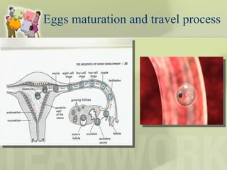 Eggs maturation and travel process 