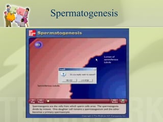 Spermatogenesis 