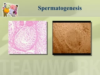 Spermatogenesis 