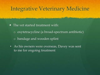 Integrative Veterinary Medicine
 The vet started treatment with:
o oxytetracycline (a broad-spectrum antibiotic)
o bandag...