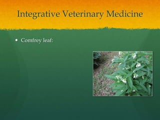 Integrative Veterinary Medicine
 Comfrey leaf:
 