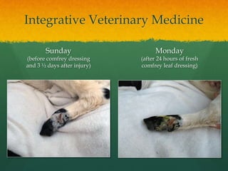 Integrative Veterinary Medicine
Sunday
(before comfrey dressing
and 3 ½ days after injury)
Monday
(after 24 hours of fresh...