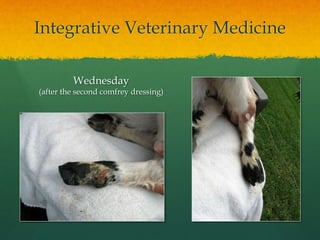 Integrative Veterinary Medicine
Wednesday
(after the second comfrey dressing)
 