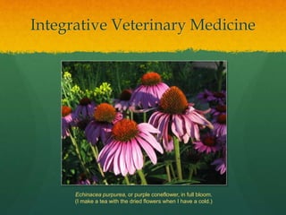 Integrative Veterinary Medicine
Echinacea purpurea, or purple coneflower, in full bloom.
(I make a tea with the dried flow...