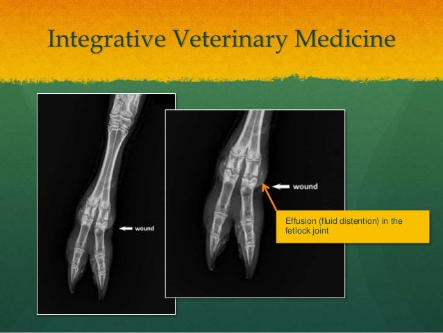integrative-veterinary-medicine
