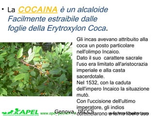www.apel-pediatri.it www.ferrandoalberto.eu
• La COCAINA è un alcaloide
Facilmente estraibile dalle
foglie della Erytroxyl...
