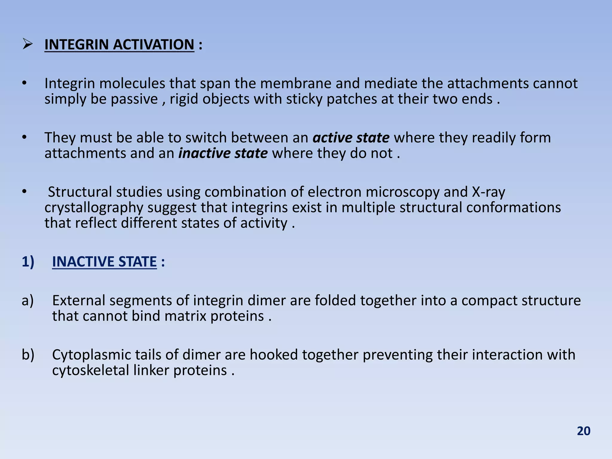  INTEGRIN ACTIVATION :
• Integrin molecules that span the membrane and mediate the attachments cannot
simply be passive , rigid objects with sticky patches at their two ends .
• They must be able to switch between an active state where they readily form
attachments and an inactive state where they do not .
• Structural studies using combination of electron microscopy and X-ray
crystallography suggest that integrins exist in multiple structural conformations
that reflect different states of activity .
1) INACTIVE STATE :
a) External segments of integrin dimer are folded together into a compact structure
that cannot bind matrix proteins .
b) Cytoplasmic tails of dimer are hooked together preventing their interaction with
cytoskeletal linker proteins .
20
 