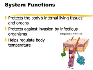 System Functions Protects the body’s internal living tissues and organs Protects against invasion by infectious organisms Helps regulate body  temperature 