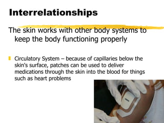 Interrelationships The skin works with other body systems to keep the body functioning properly Circulatory System – because of capillaries below the skin's surface, patches can be used to deliver medications through the skin into the blood for things such as heart problems 
