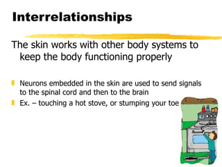 Interrelationships The skin works with other body systems to keep the body functioning properly Neurons embedded in the skin are used to send signals to the spinal cord and then to the brain Ex. – touching a hot stove, or stumping your toe 