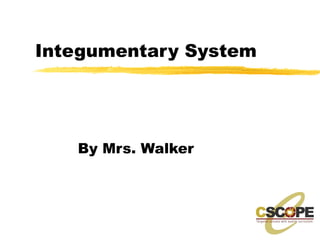 Integumentary System By Mrs. Walker 