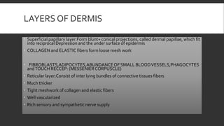 LAYERS OF DERMIS
 Superficial papillary layer:Form blunt+ conical projections, called dermal papillae, which fit
into reciprocal Depression and the under surface of epidermis
 COLLAGEN and ELASTIC fibers form loose mesh work
 FIBROBLASTS,ADIPOCYTES,ABUNDANCEOF SMALL BLOODVESSELS,PHAGOCYTES
andTOUCH RECCEP: (MESSENIERCORPUSCLE)
 Reticular layer:Consist of inter lying bundles of connective tissues fibers
 Much thicker
 Tight meshwork of collagen and elastic fibers
 Well vascularized
 Rich sensory and sympathetic nerve supply
 