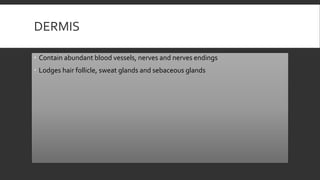 DERMIS
 Contain abundant blood vessels, nerves and nerves endings
 Lodges hair follicle, sweat glands and sebaceous glands
 