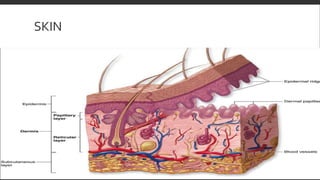 SKIN
 