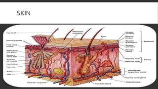 SKIN
 