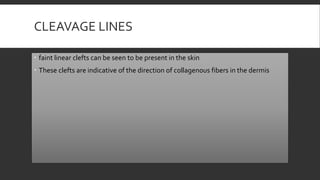 CLEAVAGE LINES
 faint linear clefts can be seen to be present in the skin
 These clefts are indicative of the direction of collagenous fibers in the dermis
 