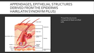 APPENDAGES, EPITHELIAL STRUCTURES
DERIVED FROMTHE EPIDERMIS
HAIR(LATIN SYNONYM PILUS)
Thread like structures
composed of dead cornified
cells
 