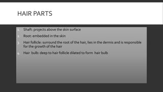HAIR PARTS
1. Shaft: projects above the skin surface
2. Root: embedded in the skin
3. Hair follicle: surround the root of the hair, lies in the dermis and is responsible
for the growth of the hair
4. Hair bulb: deep to hair follicle dilated to form hair bulb
 