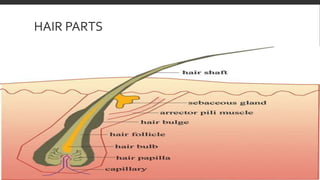 HAIR PARTS
 