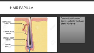 HAIR PAPILLA
Connective tissue of
dermis indents the base
of the hair bulb
 