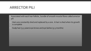 ARRECTOR PILI
 Associated with each hair follicle , bundle of smooth muscle fibres called arrector
pili
• Hairs are constantly shed and replaced by a one . A hair is shed when its growth
is complete
• Scalp hair (3-5 years) eye brows and eye lashes (3-5 months)
 