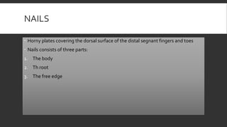 NAILS
 Horny plates covering the dorsal surface of the distal segnant fingers and toes
 Nails consists of three parts:
1. The body
2. Th root
3. The free edge
 