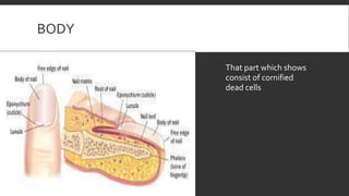 BODY
That part which shows
consist of cornified
dead cells
 