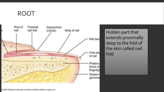 ROOT
Hidden part that
extends proximally
deep to the fold of
the skin called nail
fold
 