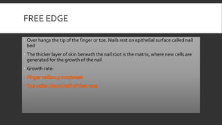 FREE EDGE
 Over hangs the tip of the finger or toe. Nails rest on epithelial surface called nail
bed
 The thicker layer of skin beneath the nail root is the matrix, where new cells are
generated for the growth of the nail
 Growth rate:
 