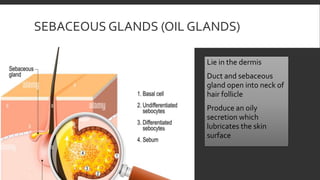 SEBACEOUS GLANDS (OIL GLANDS)
Lie in the dermis
Duct and sebaceous
gland open into neck of
hair follicle
Produce an oily
secretion which
lubricates the skin
surface
 
