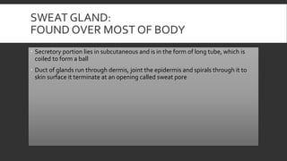 SWEAT GLAND:
FOUND OVER MOST OF BODY
 Secretory portion lies in subcutaneous and is in the form of long tube, which is
coiled to form a ball
 Duct of glands run through dermis, joint the epidermis and spirals through it to
skin surface it terminate at an opening called sweat pore
 