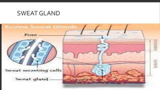 SWEAT GLAND
 