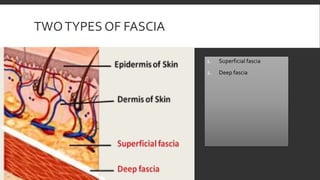 TWOTYPES OF FASCIA
1. Superficial fascia
2. Deep fascia
 