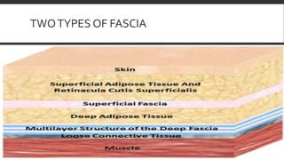 TWOTYPES OF FASCIA
 
