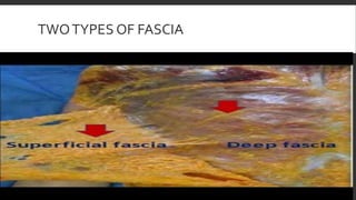 TWOTYPES OF FASCIA
 