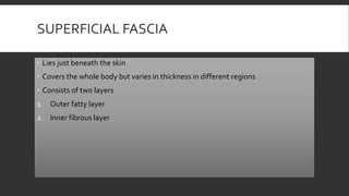 SUPERFICIAL FASCIA
 Lies just beneath the skin
 Covers the whole body but varies in thickness in different regions
 Consists of two layers
1. Outer fatty layer
2. Inner fibrous layer
 