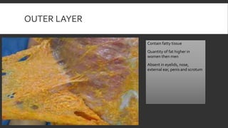 OUTER LAYER
Contain fatty tissue
Quantity of fat higher in
women then men
Absent in eyelids, nose,
external ear, penis and scrotum
 