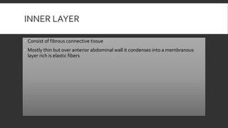 INNER LAYER
 Consist of fibrous connective tissue
 Mostly thin but over anterior abdominal wall it condenses into a membranous
layer rich is elastic fibers
 