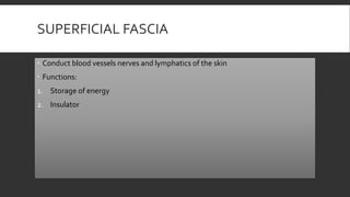 SUPERFICIAL FASCIA
 Conduct blood vessels nerves and lymphatics of the skin
 Functions:
1. Storage of energy
2. Insulator
 