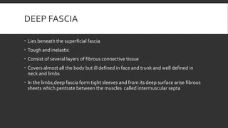 DEEP FASCIA
 Lies beneath the superficial fascia
 Tough and inelastic
 Consist of several layers of fibrous connective tissue
 Covers almost all the body but ill defined in face and trunk and well defined in
neck and limbs
 In the limbs,deep fascia form tight sleeves and from its deep surface arise fibrous
sheets which pentrate between the muscles called intermuscular septa
 
