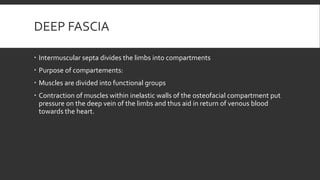 DEEP FASCIA
 Intermuscular septa divides the limbs into compartments
 Purpose of compartements:
 Muscles are divided into functional groups
 Contraction of muscles within inelastic walls of the osteofacial compartment put
pressure on the deep vein of the limbs and thus aid in return of venous blood
towards the heart.
 