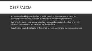 DEEP FASCIA
 At wrist and ankle joints,dep fascia is thickened to form transverse band likr
structure called retinacula which is attached to local bony prominences
 In the limbs,some muscles are attached to internal aspect of deep fascia portion
of which then serve as aponeurosis e.g iliotibial tract
 In palm and soles,deep fascia is thickened to form palmer and plantar aponeurosis
 