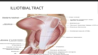 ILLIOTIBIALTRACT
 