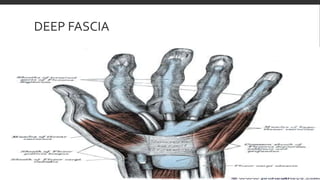 DEEP FASCIA
 