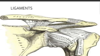LIGAMENTS
 