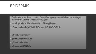EPIDERMIS
 Epidermis: outer layer consist of stratified squamous epithelium consisting of
many layers of cells called keratinocytes
 Histologically, epidermis consists of five(5) layers
 1.Stratum basale(MERKEL DISC and MELANOCYTES)
 2.Stratum spinosum
 3.Stratum granulosum
 4.Stratum lucidum
 5.Stratum CORNEUM
 