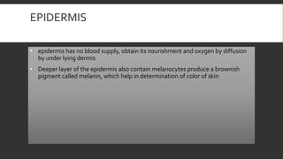 EPIDERMIS
• epidermis has no blood supply, obtain its nourishment and oxygen by diffusion
by under lying dermis
• Deeper layer of the epidermis also contain melanocytes produce a brownish
pigment called melanin, which help in determination of color of skin
 