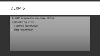DERMIS
 Beneath the epidermis, lie dermis or cornium
 Arranged in two layers:
1. Superficial papillary layer
2. Deep reticular layer
 