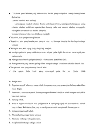 Vexillum, yaitu bendera yang tersusun atas barbae yang merupakan cabang-cabang lateral
dari rachis.
Gambar Struktur Bulu Burung
Lubang pada pangkal calamus disebut umbilicus inferior, sedangkan lubang pada ujung
calamus disebut umbilicus superior.Bulu burung pada saat menetas disebut neossoptile,
sedangkan setelah dewasa disebut teleoptile.
Menurut letaknya, bulu aves dibedakan menjadi:
Tectrices, bulu yang menutupi badan.
 Rectrices, bulu yang berada pada pangkal ekor, vexilumnya simetris dan berfungsi sebagai
kemudi.
Remiges, bulu pada sayap yang dibagi lagi menjadi:
a) remiges primarie yang melekatnya secara digital pada digiti dan secara metacarpal pada
metacarpalia.
b) Remiges secundarien yang melekatnya secara cubital pada radial ulna.
c) Remiges tertier yang terletak paling dalam nampak sebagai kelanjutan sekunder daerah siku.
Parapterum, bulu yang menutupi daerah bahu.
 Ala spuria, bulu kecil yang menempel pada ibu jari (Jasin, 1984)
b) Fungsi bulu
1. Dapat mencegah hilangnya panas tubuh dengan menggoyang-goyangkan bulu mereka dalam
cuaca dingin.
2. Sementara, saat cuaca panas, burung mempertahankan kesejukan tubuh dengan melicinkan
bulu-bulu mereka.
3. Penutup tubuh.
4. Bulu di bagian bawah dan bulu yang terletak di sepanjang sayap dan ekor memiliki bentuk
yang berbeda. Bulu-bulu ekor yang besar digunakan untuk mengemudi dan mengerem.
5. Untuk memperindah tubuh.
6. Plumae berfungsi agar dapat terbang.
7. Plamulae berfungsi Sebagai isolator.
8. Filoplumae Berfungsi sebagai sensor.
 